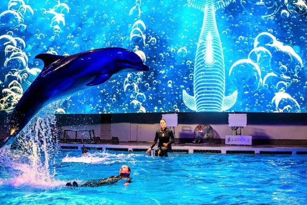 Novembra brīvdienās uz delfināriju 104028 Novembra brīvdienās uz delfināriju